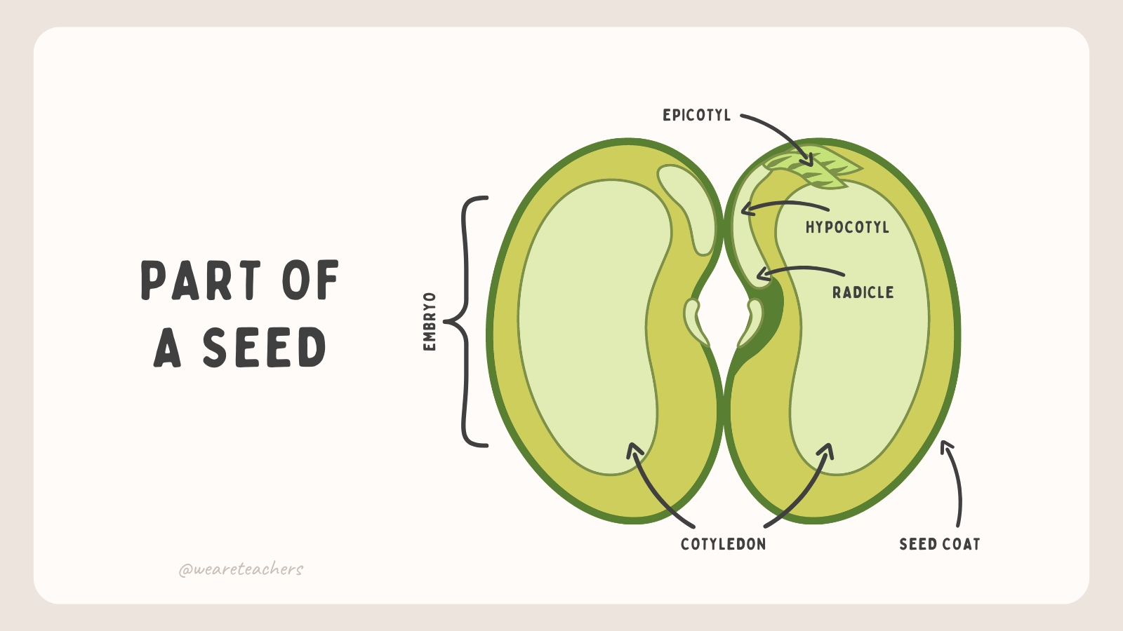 Parts of a Seed Diagramfeaturing parts of a seed.