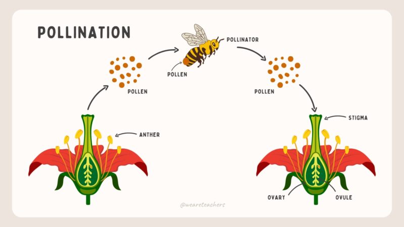 Life Cycle of The Plant 4 Diagram showing how pollination works.