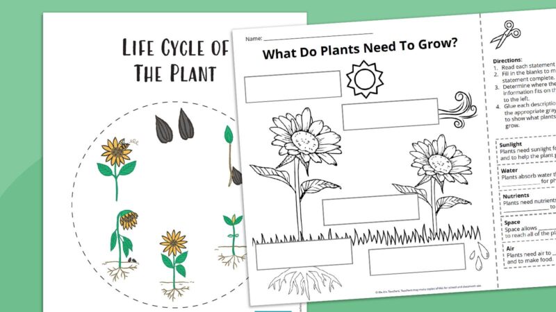 Life Cycle of The Plant Life Cycle of The Plant Feature