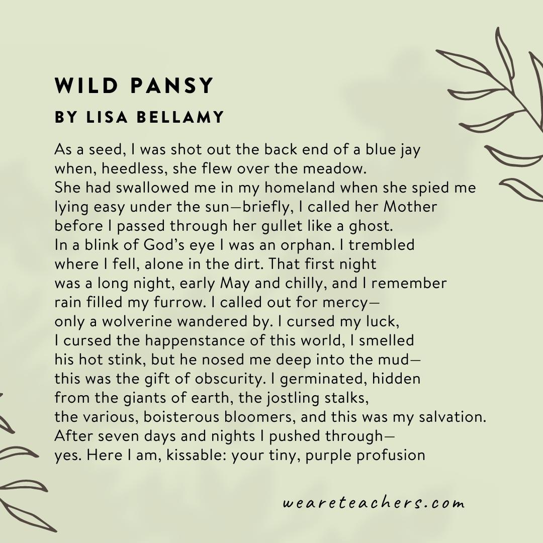 60 Beautiful Poems About Nature Wild Pansy by Lisa Bellamy.
