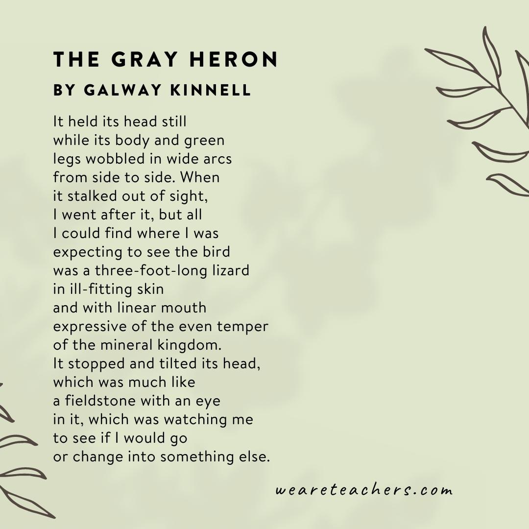60 Beautiful Poems About Nature The Gray Heron by Galway Kinnell.