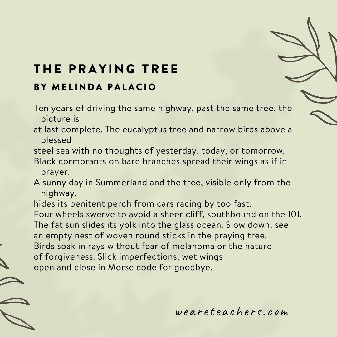 60 Beautiful Poems About Nature The Praying Tree by Melinda Palacio.