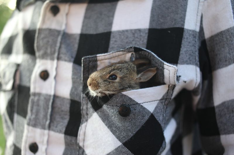 Picture Prompts: Pocket Pal A very small bunny being carried in a shirt pocket