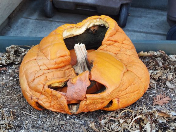 decomposing-pumpkin A decomposing jack-o-lantern pumpkin