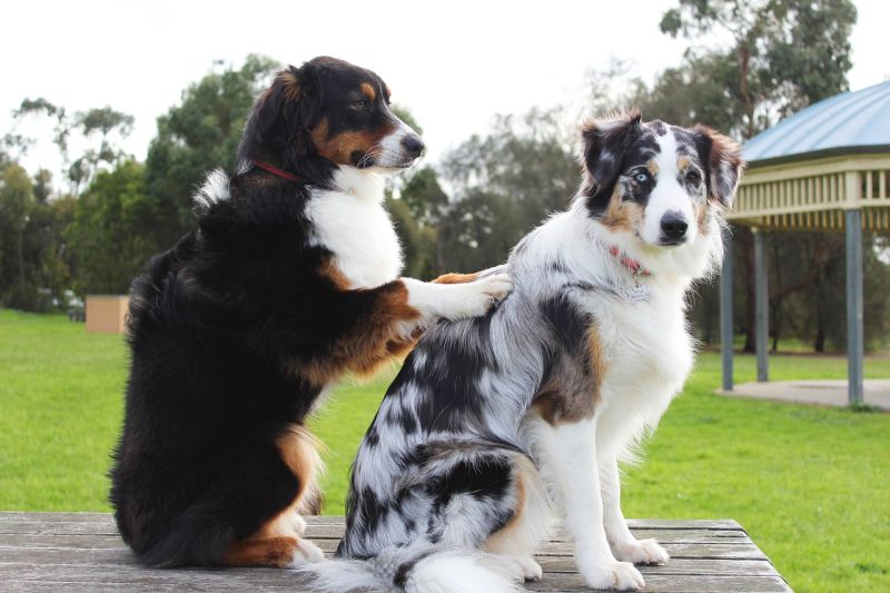 Picture Writing Prompts: Doggie Massage Two dogs sitting in a way that looks like one is giving the other a back massage