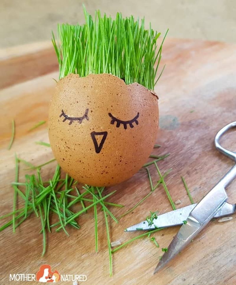 eggshell-planter A brown eggshell with the top broken off, with grass growing out of its top and a face drawn on it. Scissors are lying nearby with grass clippings as an example of science activities for preschoolers.