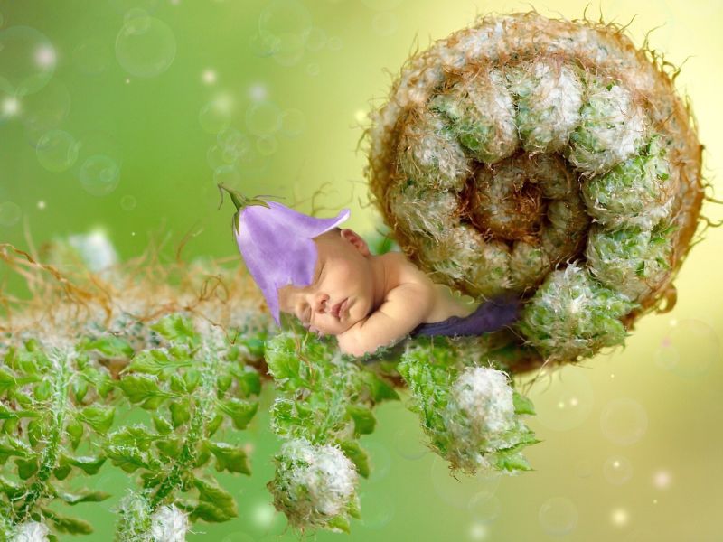 Picture Prompts: Fern Baby Rolled fern front photoshopped to look as if a baby is sleeping inside