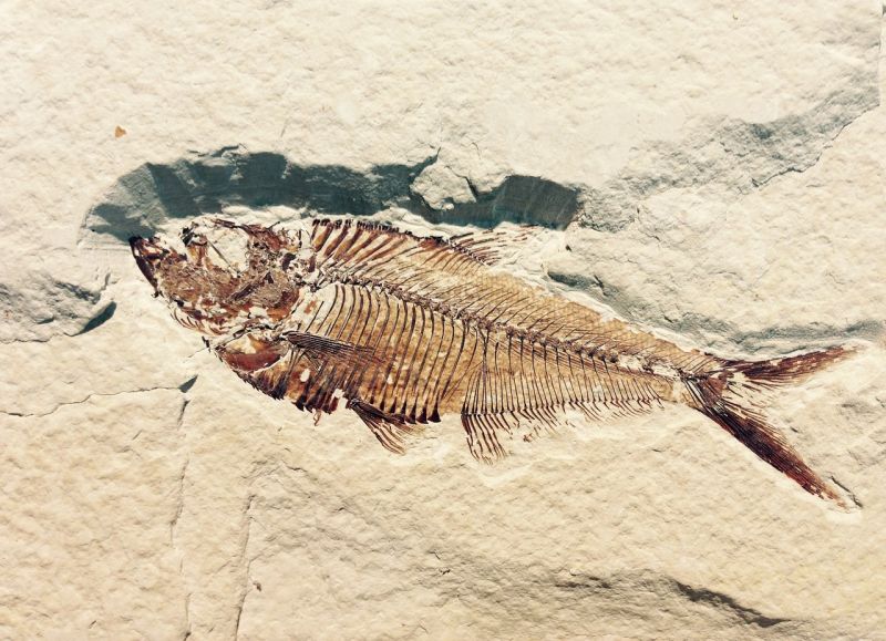 Picture Prompt: Fossil Fish Fish fossil in light-colored stone
