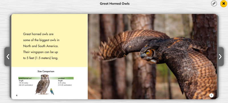 Great Horned Owls Comparison Example Sample page from Great Horned Owls showing an example of a comparison
