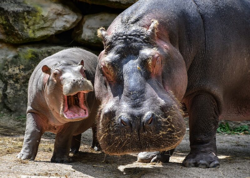 Picture Prompts: Hippo Mom and Baby A hippo mother and baby with its mouth open