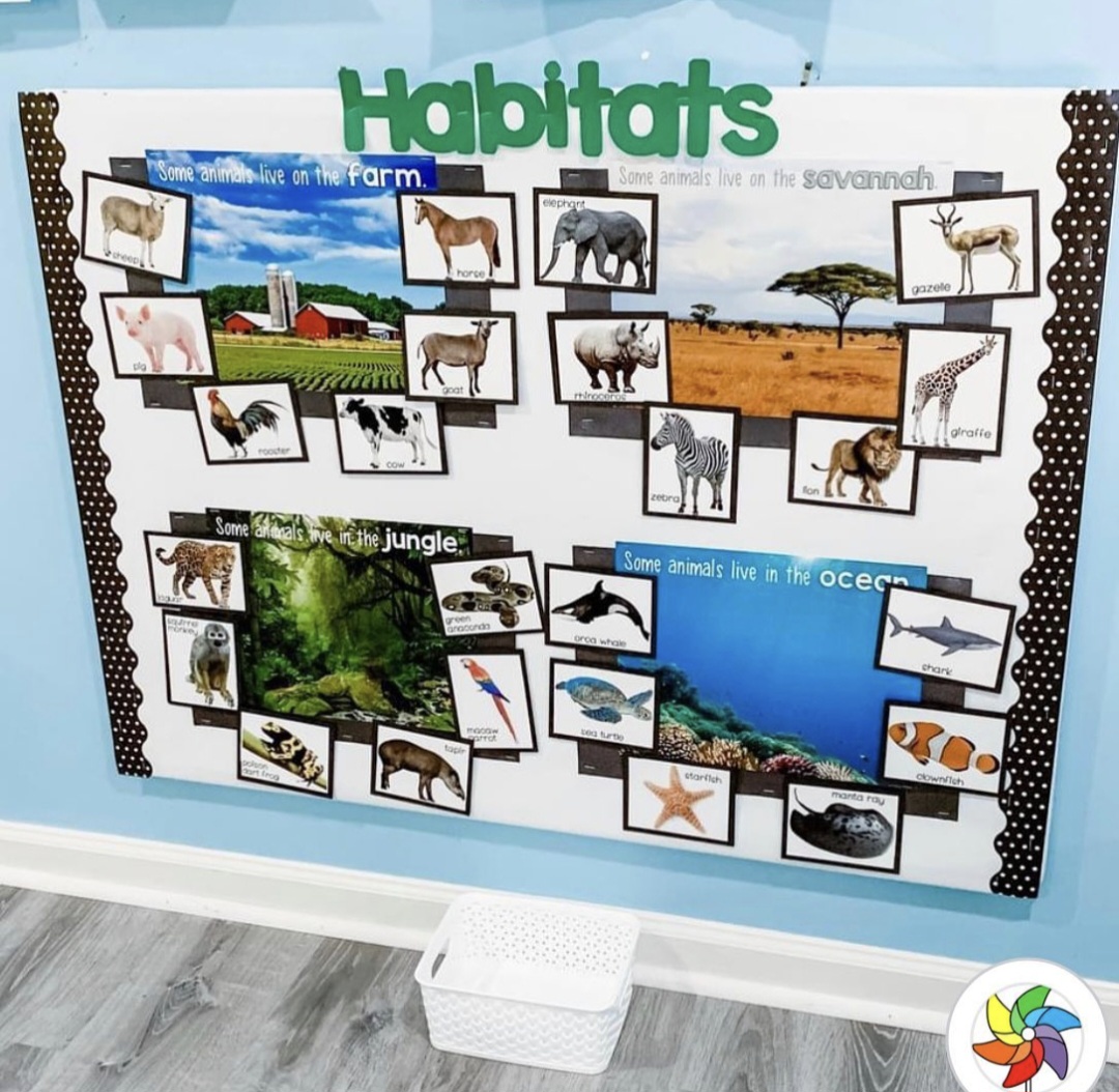 Interactive Bulletin Boards: Habitats Bulletin board showing four different habitats, with animal cards attached to each with Velcro