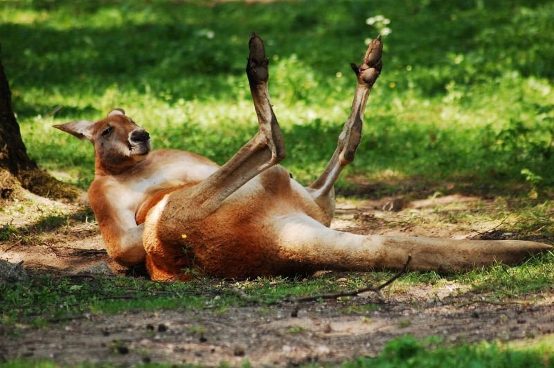 Picture Prompt: Kangaroo Fall A kangaroo sprawled on its back in the grass