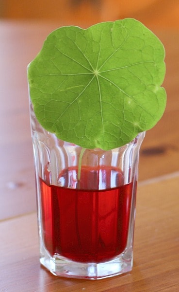 leaf-color A green leaf in a glass of red-dyed water