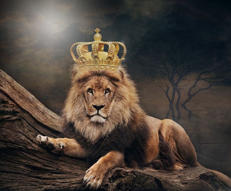 Picture Prompt: Lion King Majestic lion perched on a log wearing a crown