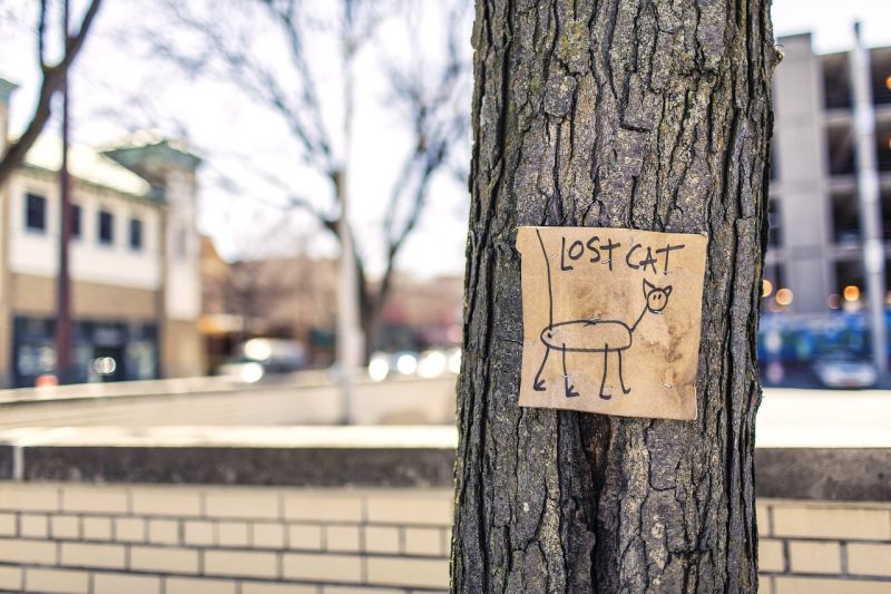 Picture Prompt: Lost Cat A child's hand-drawn sign for a lost cat attached to a tree