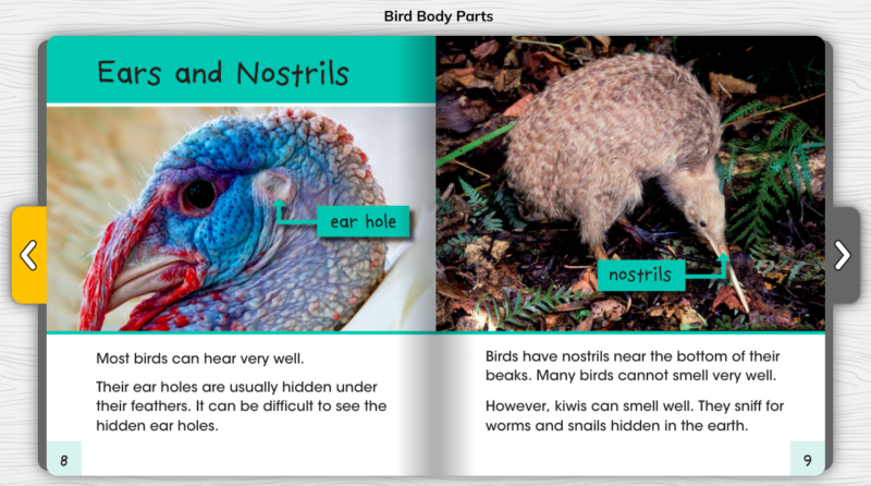 Pebble Go: Ears and Nostrils Labels Page from Bird Body Parts about Ears and Nostrils as an example of labels as nonfiction text features