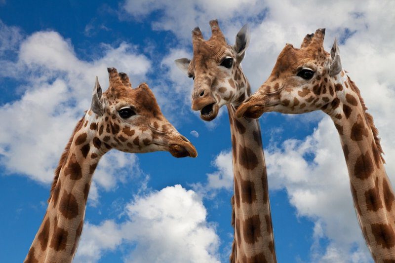 Picture Writing Prompts: Giraffes Three giraffes shown from the neck up against a cloudy blue sku