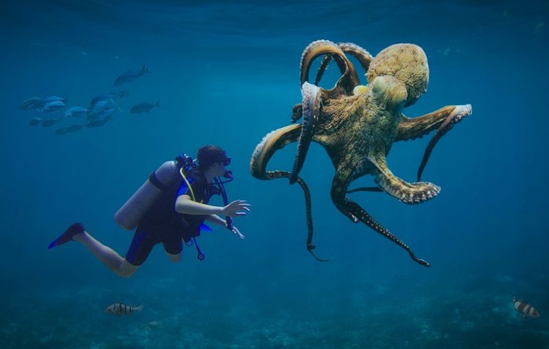 Picture Writing Prompts: Under the Sea Diver encountering a large octopus with fish in the background (Middle School Picture Writing Prompts)