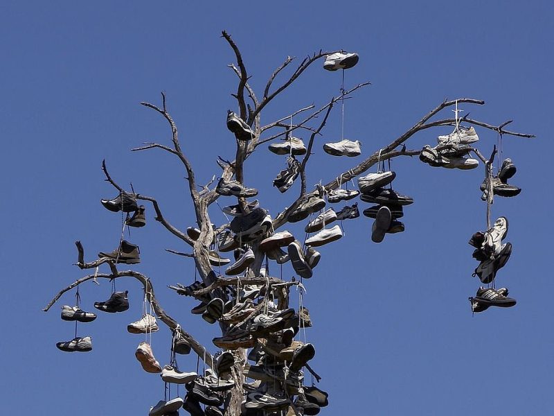 Picture Writing Prompts: Shoe Tree A bare tree covered with hanging pairs of shoes against a clear blue sky