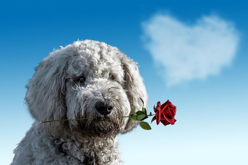Writing Prompts: Puppy Love Dog holding a rose in its mouth, with a heart-shaped cloud in the sky
