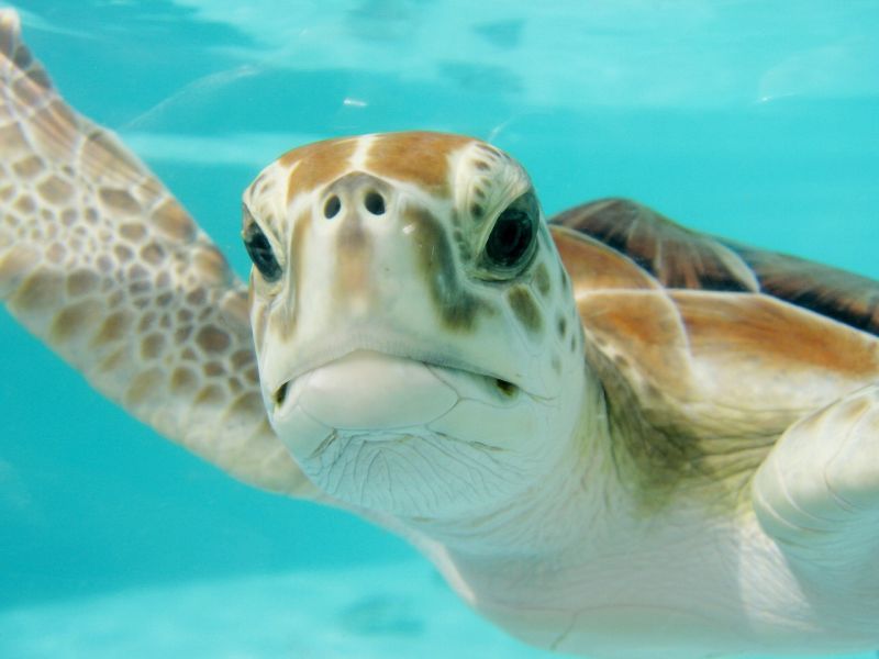Picture Prompts: Sea Turtle A grumpy looking sea turtle floating in clear water