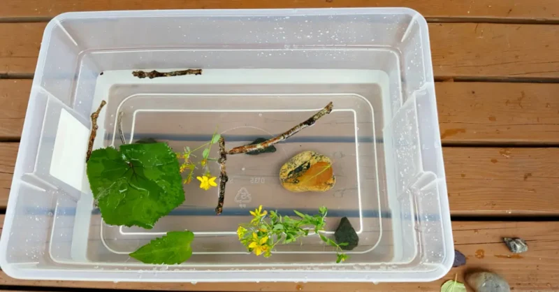 sink-and-float bin with water and leaves sticks and flowers in it for a water activity
