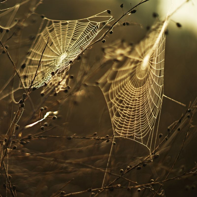 Picture Prompts; Spiderwebs Two dew-covered spiderwebs in the early morning sun