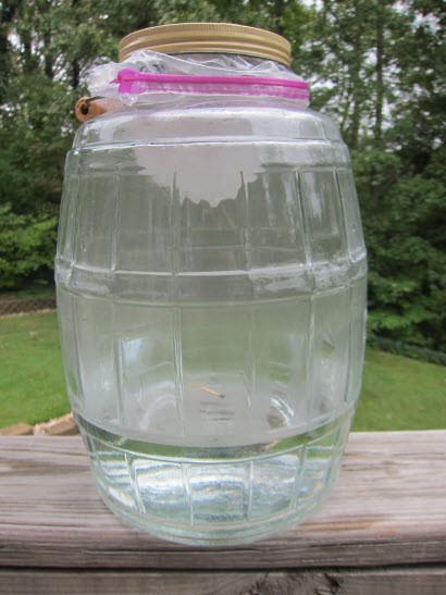 terrarium terrarium made from a clear plastic jug