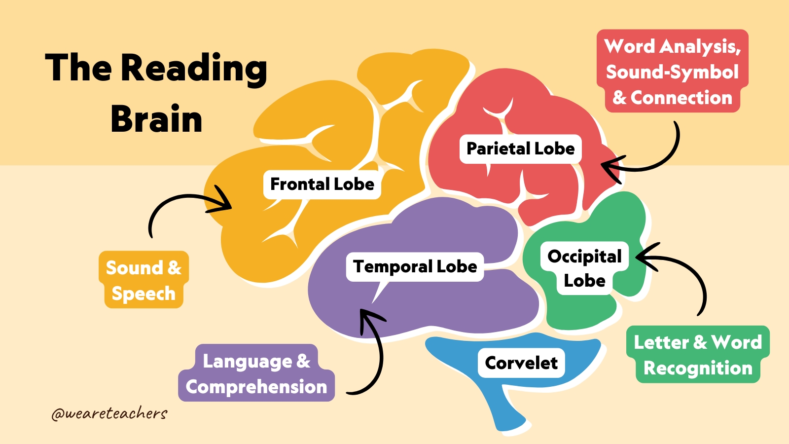 the reading brain-science of reading
