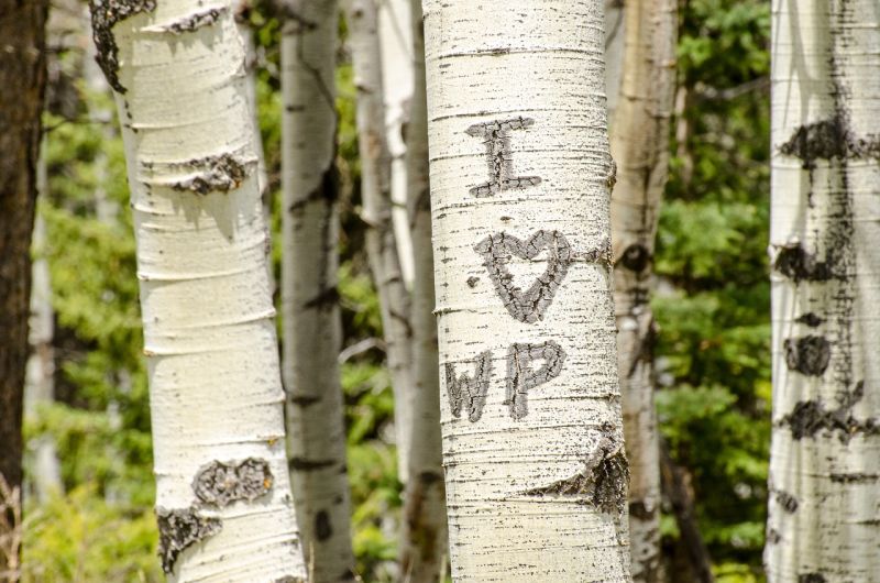 Picture Prompt: Initials in a Tree A birch tree with "I heart WP" carved into the bark